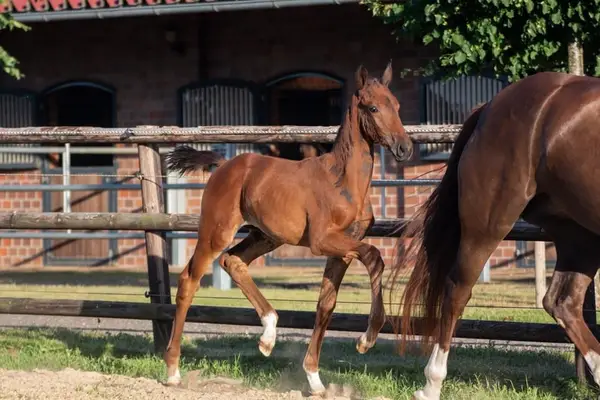 Top filly from the direct maternal line of Glock's Johnson