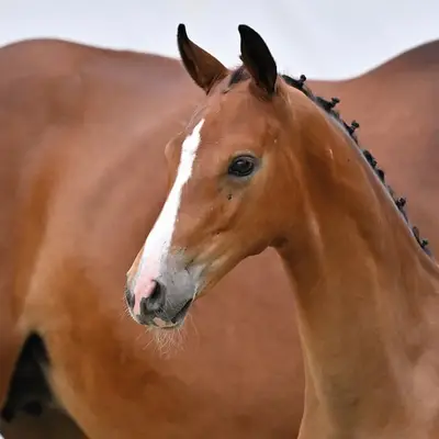Breeding rarity by Dimaggio