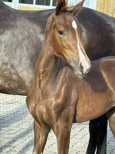 Beautiful dark bay mare from Fiji