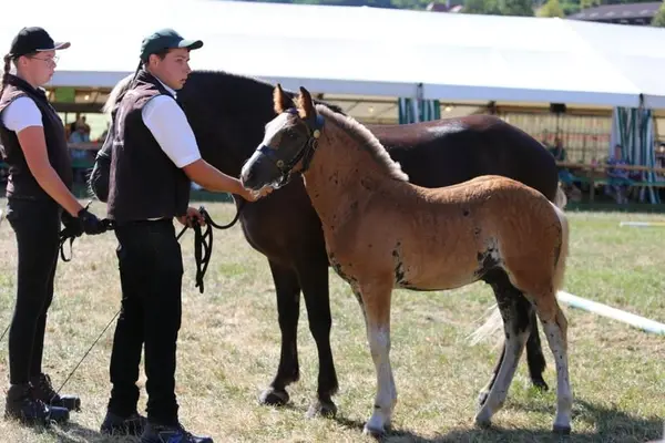 Black Forest Draft Foal Directly from the Breeder