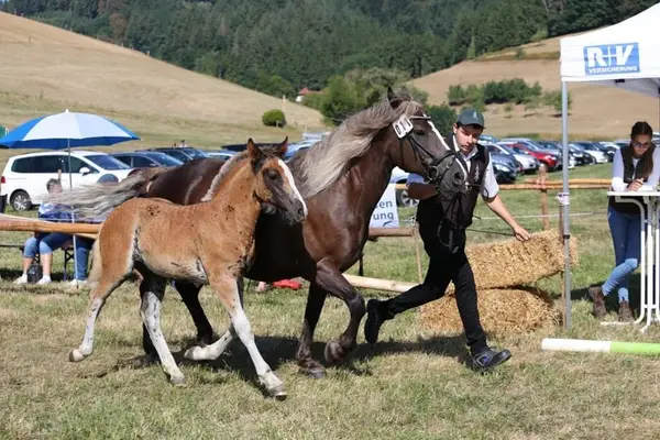 Schwarzwälder Kaltblutfohlen direkt vom Züchter