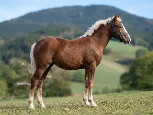 Black Forest Filly Foal Lorina