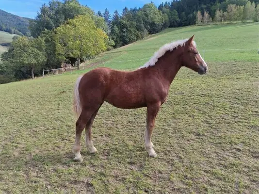 Schwarzwälder Stutfohlen Lorina