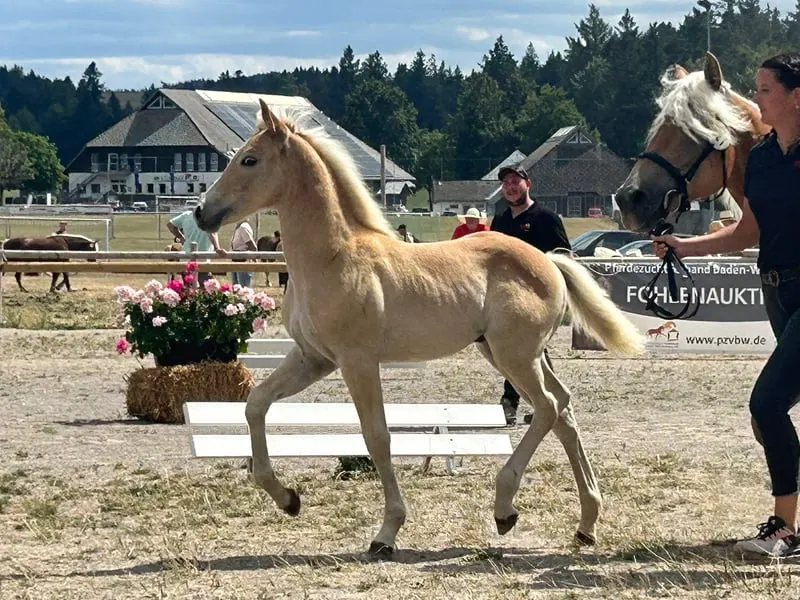 Haflingerhengstfohlen - Goldprämiert
