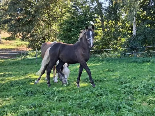Black Forest foal Denis by Dachstein