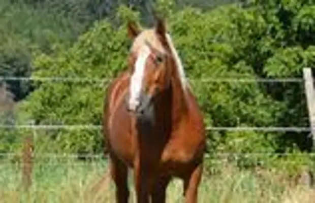 Black Forest Draft Horse Direct from the Breeder