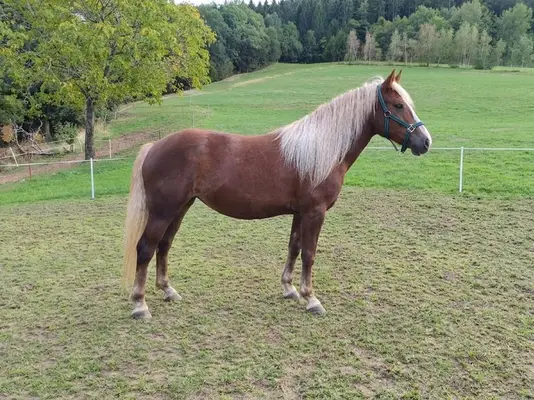 Elea - Two-and-a-Half-Year-Old Black Forest Draft Mare