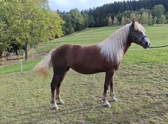 Elea - zweieinhalbjährige Schwarzwälder Kaltblutstute