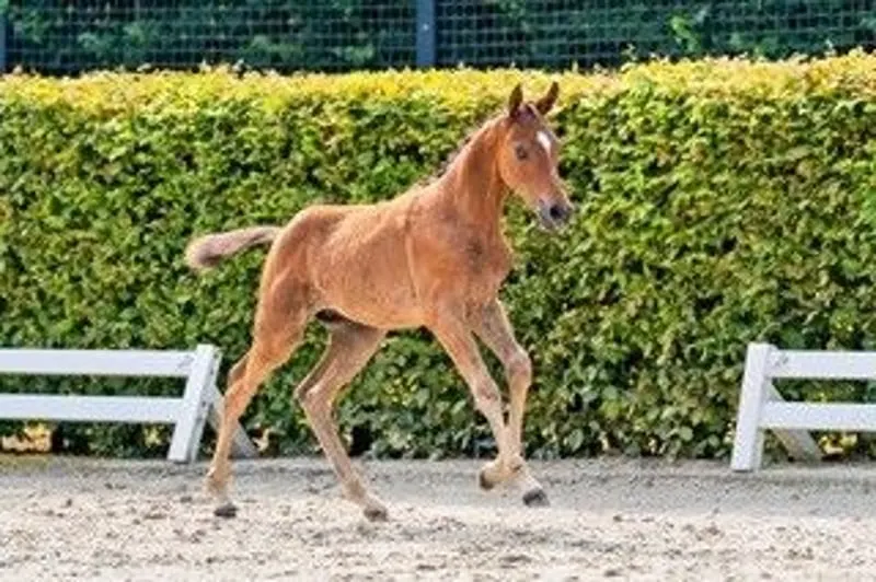 Prämiertes, aufgewecktes Hengstfohlen