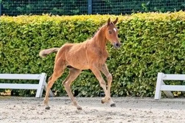 Prämiertes, aufgewecktes Hengstfohlen