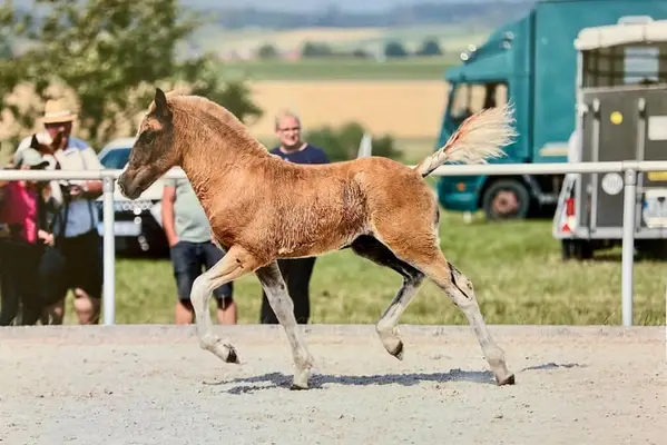 Gold-Premium Black Forest Coldblood Foal