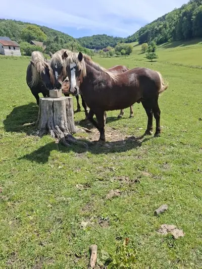 Schöner Schwarzwälder Wallach geboren am 1. April 2025.