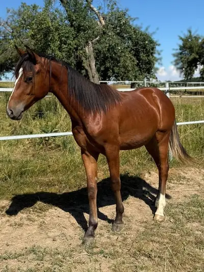 Mustang young stallion with lineage
