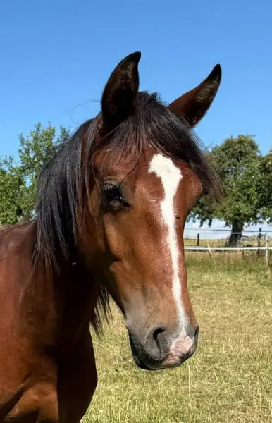 Mustang Junghengst mit Abstammung
