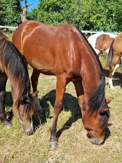 Mustang Junghengst mit Abstammung