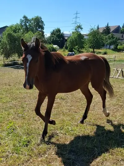 Mustang Junghengst mit Abstammung