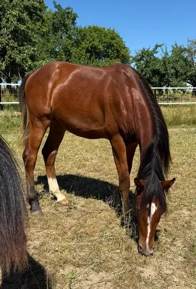 Mustang Junghengst mit Abstammung