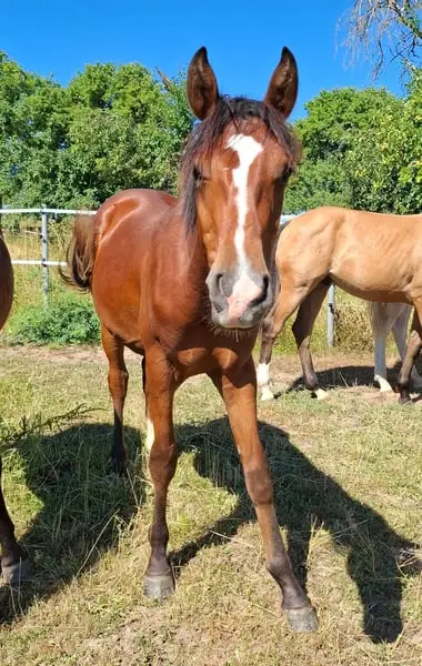 Mustang Junghengst mit Abstammung