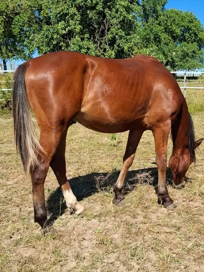 Mustang Junghengst mit Abstammung