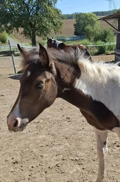 Mustang-Hengstfohlen mit Abstammung
