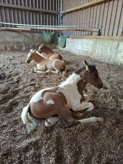 Mustang-Hengstfohlen mit Abstammung