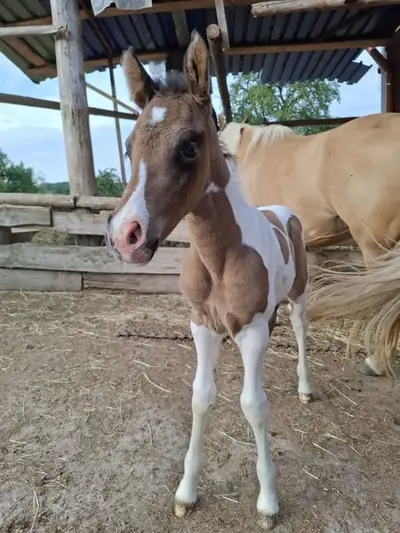 Mustang-Hengstfohlen mit Abstammung