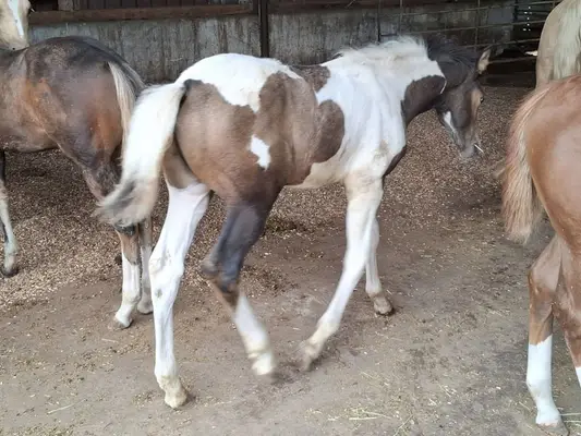 Mustang-Hengstfohlen mit Abstammung