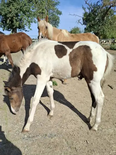 Mustang-Hengstfohlen mit Abstammung