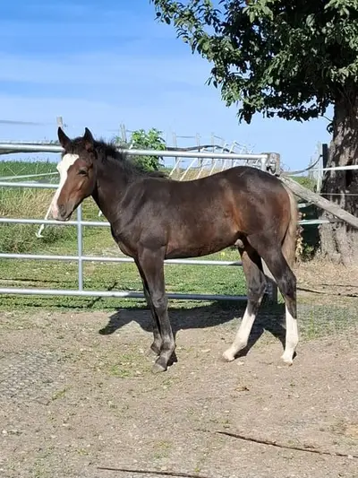 Mustang-Hengstfohlen mit Abstammung