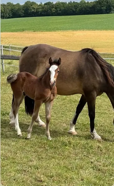 Mustang-Hengstfohlen mit Abstammung