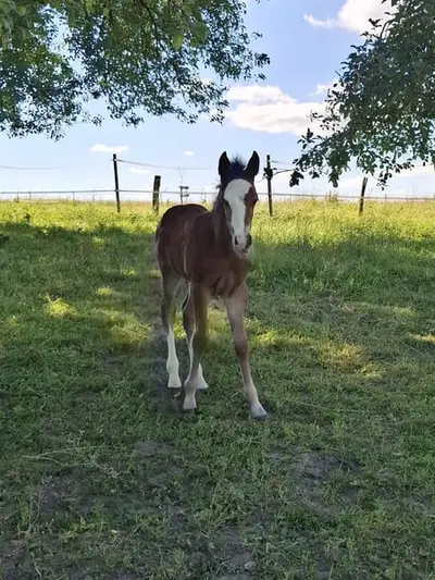 Mustang-Hengstfohlen mit Abstammung