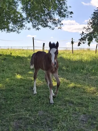 Mustang-Hengstfohlen mit Abstammung