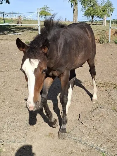 Mustang-Hengstfohlen mit Abstammung