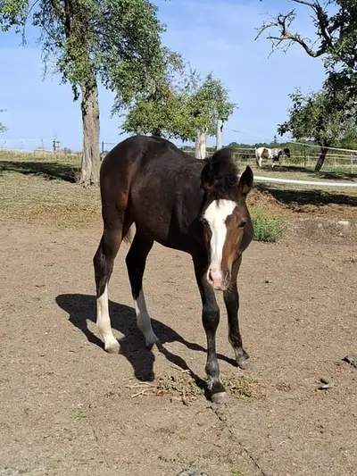 Mustang-Hengstfohlen mit Abstammung