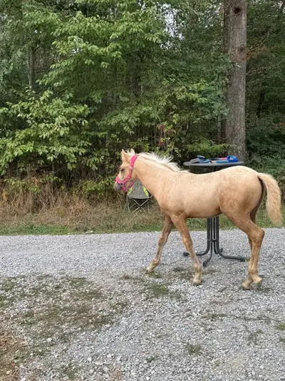 Außergewöhnliche Palomino Mustang-Mix-Stute