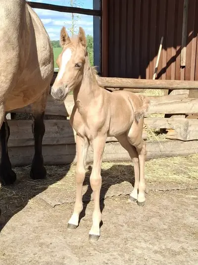 Außergewöhnliche Palomino Mustang-Mix-Stute