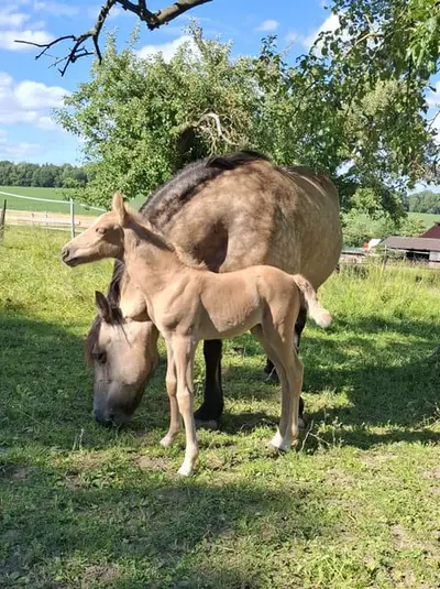 Außergewöhnliche Palomino Mustang-Mix-Stute