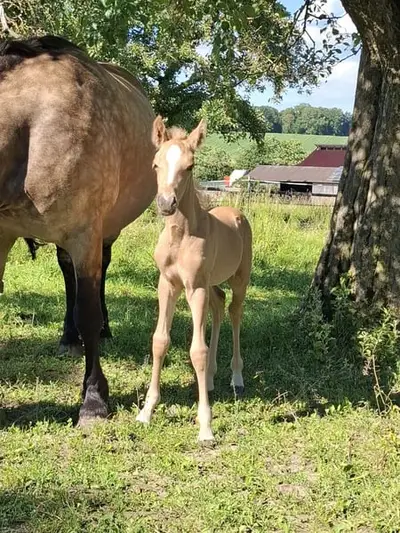 Außergewöhnliche Palomino Mustang-Mix-Stute