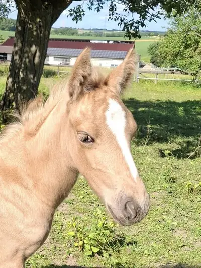 Außergewöhnliche Palomino Mustang-Mix-Stute