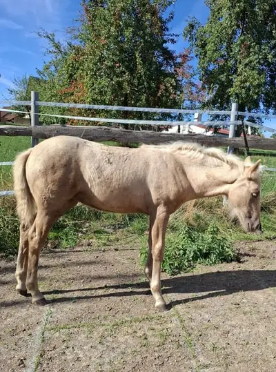 Außergewöhnliche Palomino Mustang-Mix-Stute