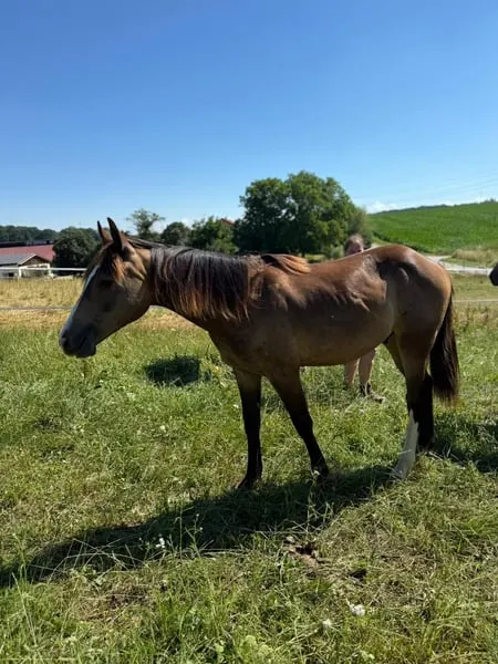 Mustang Buckskin Deckhengst oder zur Verfügung