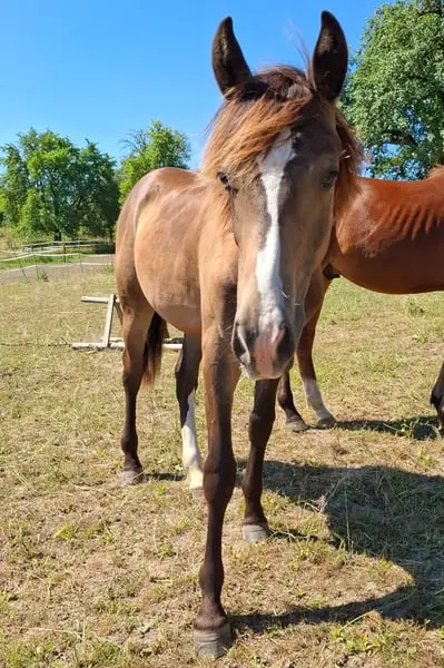 Mustang Buckskin Deckhengst oder zur Verfügung