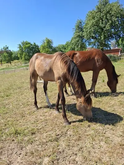 Mustang Buckskin Deckhengst oder zur Verfügung
