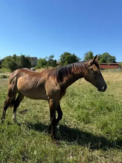 Mustang Buckskin Deckhengst oder zur Verfügung