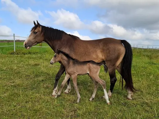 Mustang Buckskin Deckhengst oder zur Verfügung