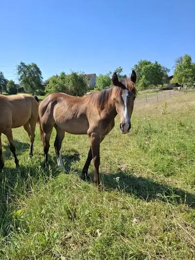 Mustang Buckskin Deckhengst oder zur Verfügung