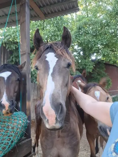 Mustang Buckskin Deckhengst oder zur Verfügung