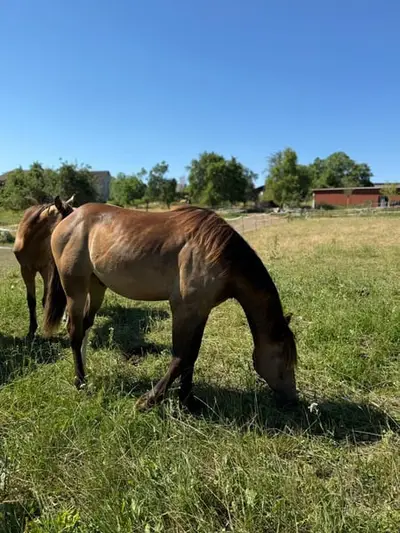 Mustang Buckskin Deckhengst oder zur Verfügung