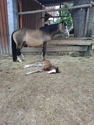 Mustang Buckskin Deckhengst oder zur Verfügung