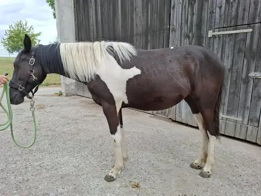 Mustang Stute Outcross mit Abstammung